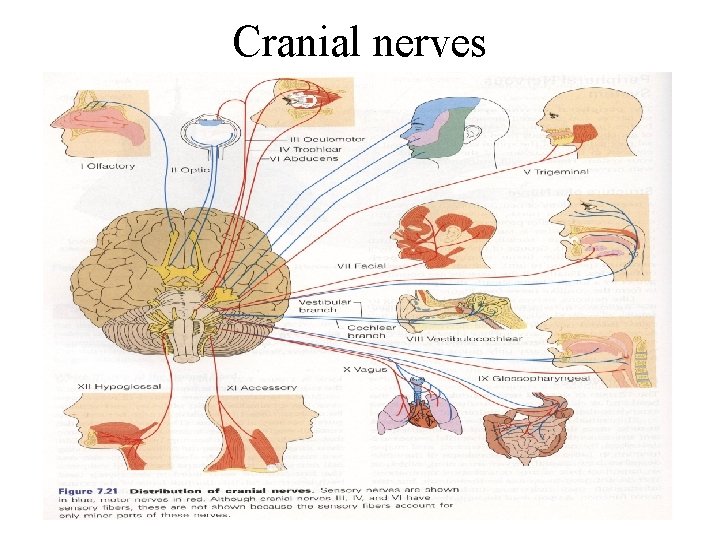 Cranial nerves 