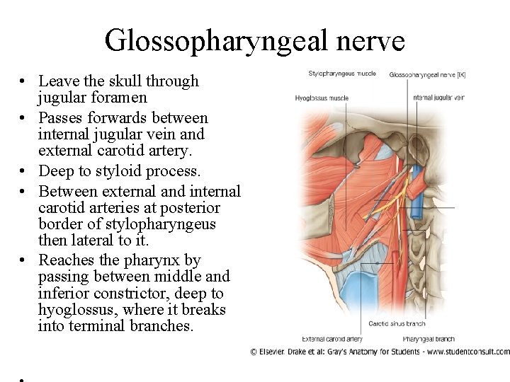 Glossopharyngeal nerve • Leave the skull through jugular foramen • Passes forwards between internal