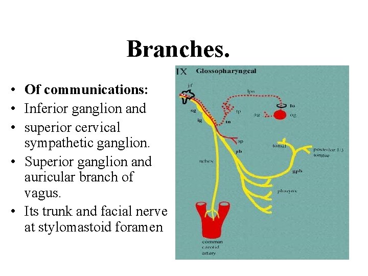 Branches. • Of communications: • Inferior ganglion and • superior cervical sympathetic ganglion. •