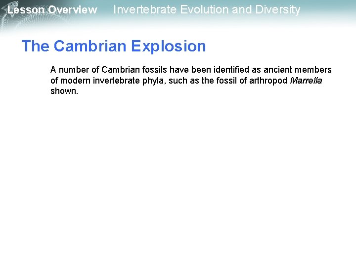 Lesson Overview Invertebrate Evolution and Diversity The Cambrian Explosion A number of Cambrian fossils