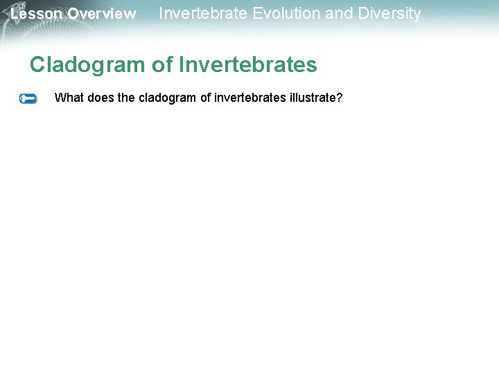 Lesson Overview Invertebrate Evolution and Diversity Cladogram of Invertebrates What does the cladogram of