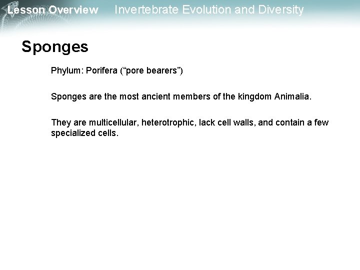 Lesson Overview Invertebrate Evolution and Diversity Sponges Phylum: Porifera (“pore bearers”) Sponges are the