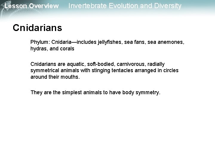 Lesson Overview Invertebrate Evolution and Diversity Cnidarians Phylum: Cnidaria—includes jellyfishes, sea fans, sea anemones,
