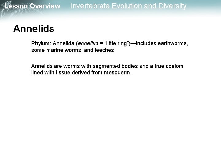 Lesson Overview Invertebrate Evolution and Diversity Annelids Phylum: Annelida (annellus = “little ring”)—includes earthworms,