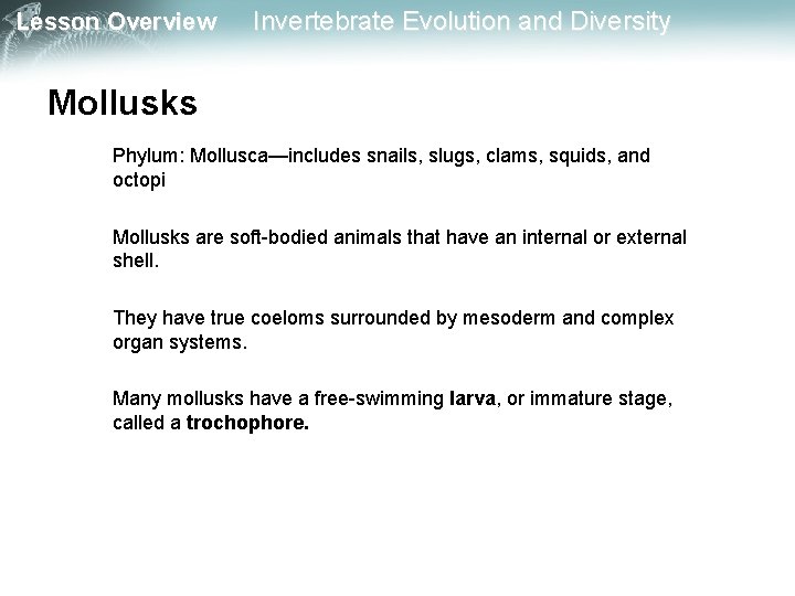 Lesson Overview Invertebrate Evolution and Diversity Mollusks Phylum: Mollusca—includes snails, slugs, clams, squids, and