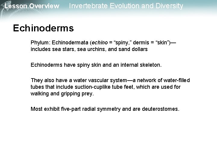 Lesson Overview Invertebrate Evolution and Diversity Echinoderms Phylum: Echinodermata (echino = “spiny, ” dermis