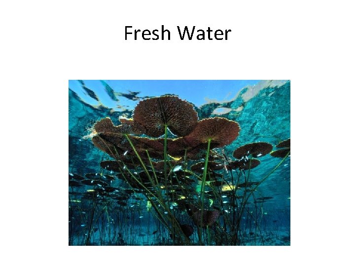 Fresh Water 