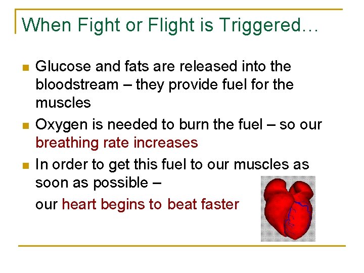 When Fight or Flight is Triggered… n n n Glucose and fats are released