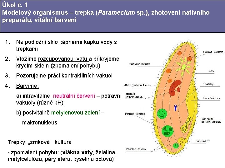 Úkol č. 1 Modelový organismus – trepka (Paramecium sp. ), zhotovení nativního preparátu, vitální Úkol č. 1 Modelový organismus – trepka (Paramecium sp. ), zhotovení nativního preparátu, vitální