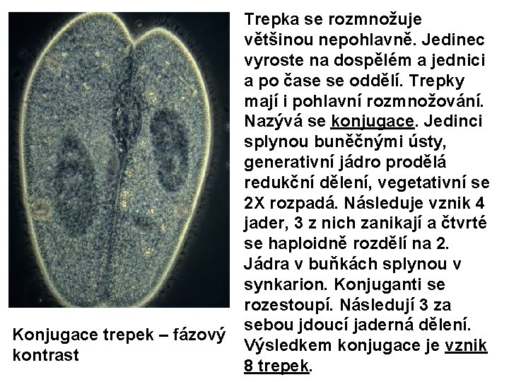 Konjugace trepek – fázový kontrast Trepka se rozmnožuje většinou nepohlavně. Jedinec vyroste na dospělém Konjugace trepek – fázový kontrast Trepka se rozmnožuje většinou nepohlavně. Jedinec vyroste na dospělém