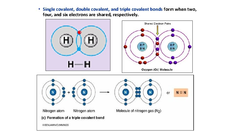  • Single covalent, double covalent, and triple covalent bonds form when two, four,