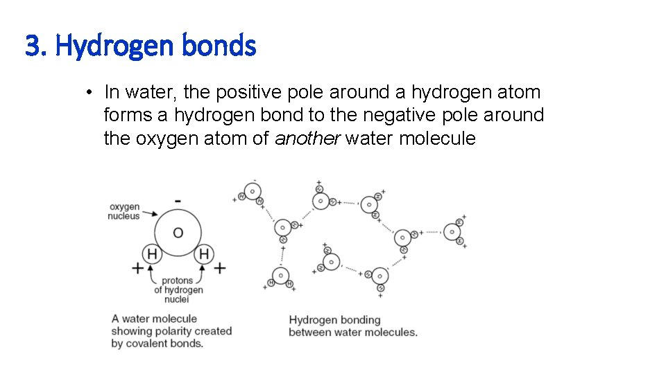 3. Hydrogen bonds • In water, the positive pole around a hydrogen atom forms