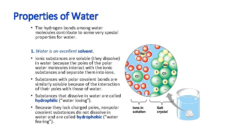 Properties of Water • The hydrogen bonds among water molecules contribute to some very