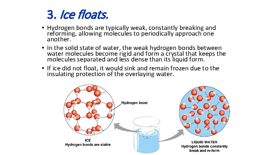 3. Ice floats. • Hydrogen bonds are typically weak, constantly breaking and reforming, allowing