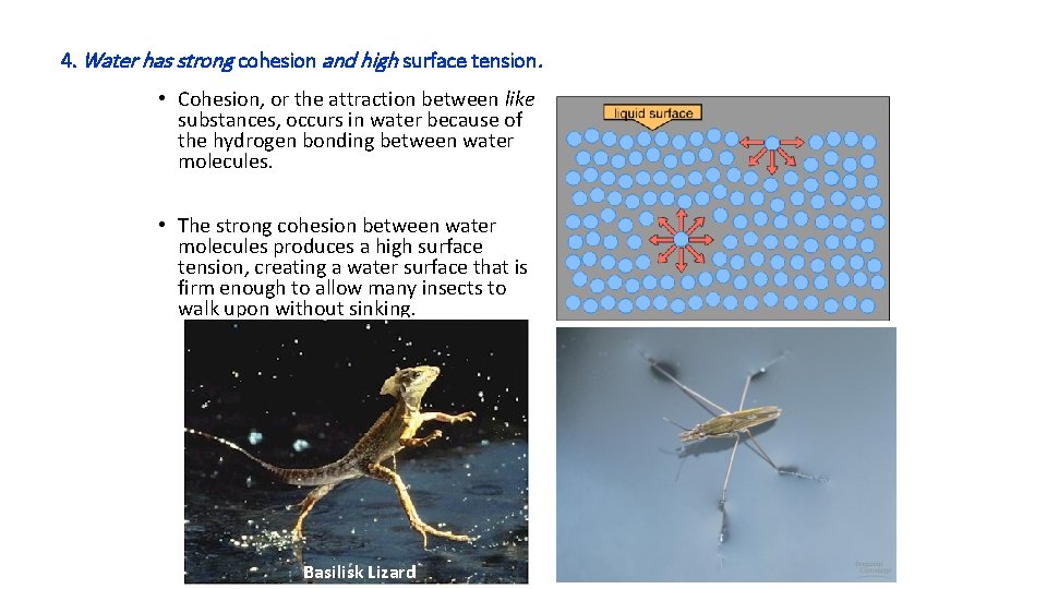 4. Water has strong cohesion and high surface tension. • Cohesion, or the attraction