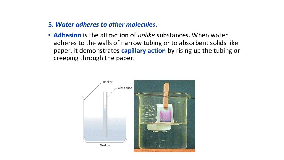 5. Water adheres to other molecules. • Adhesion is the attraction of unlike substances.