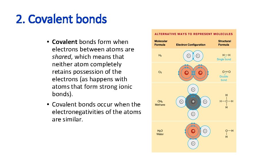 2. Covalent bonds • Covalent bonds form when electrons between atoms are shared, which