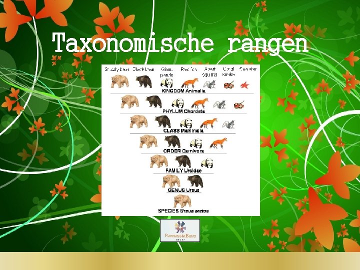 Taxonomische rangen 