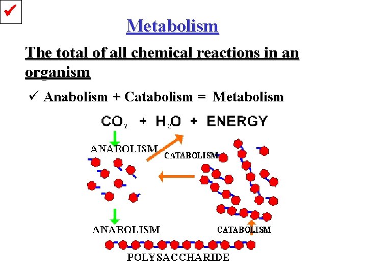  Metabolism The total of all chemical reactions in an organism ü Anabolism +