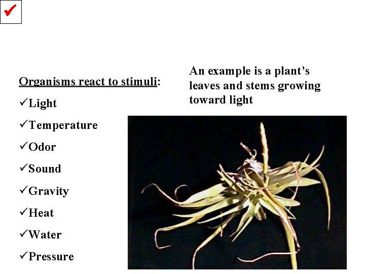  Organisms react to stimuli: üLight üTemperature üOdor üSound üGravity üHeat üWater üPressure An