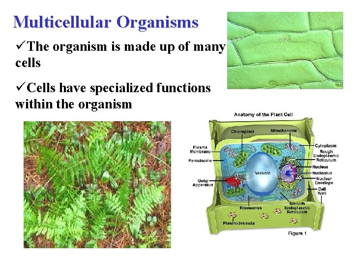 Multicellular Organisms üThe organism is made up of many cells üCells have specialized functions