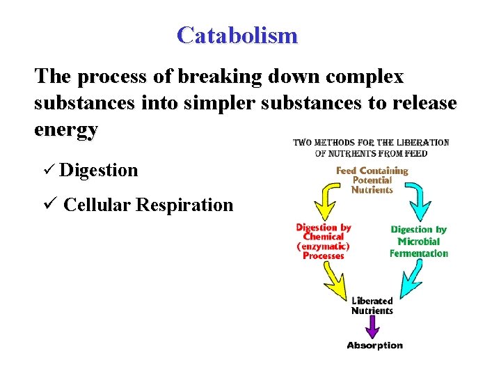 Catabolism The process of breaking down complex substances into simpler substances to release energy