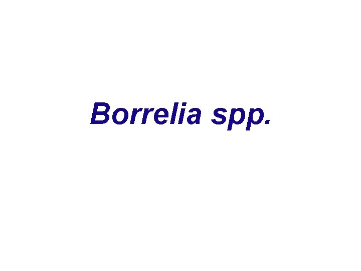 Borrelia spp. 