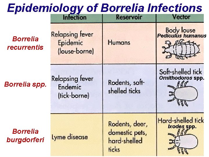 Epidemiology of Borrelia Infections Borrelia recurrentis Borrelia spp. Borrelia burgdorferi Pediculus humanus Ornithodoros spp.