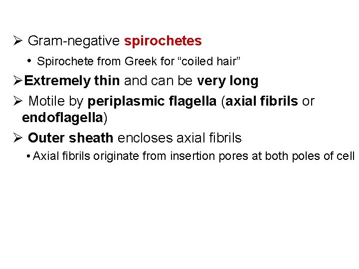 Ø Gram-negative spirochetes • Spirochete from Greek for “coiled hair” ØExtremely thin and can