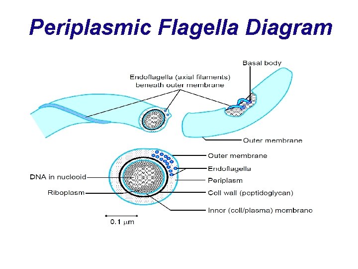 Periplasmic Flagella Diagram 