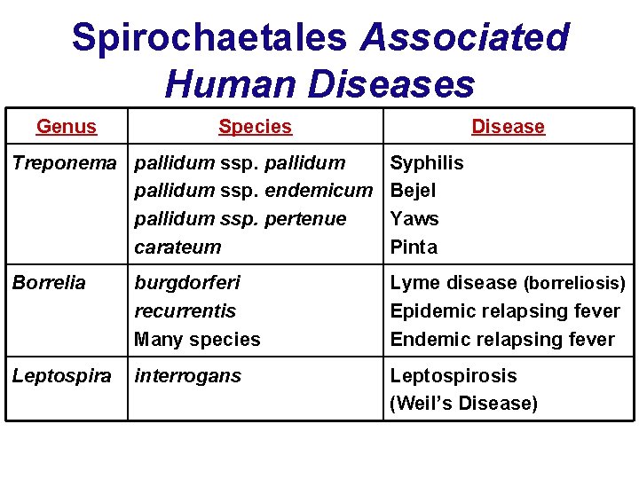 Spirochaetales Associated Human Diseases Genus Species Disease Treponema pallidum ssp. endemicum pallidum ssp. pertenue