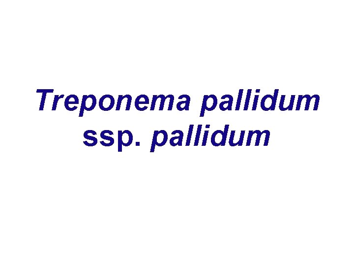 Treponema pallidum ssp. pallidum 