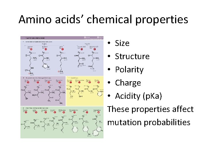 Amino acids’ chemical properties • Size • Structure • Polarity • Charge • Acidity