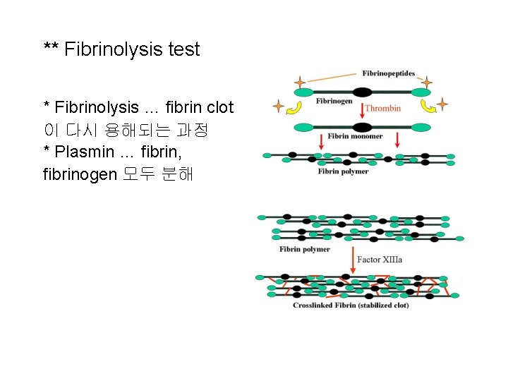 ** Fibrinolysis test * Fibrinolysis … fibrin clot 이 다시 용해되는 과정 * Plasmin