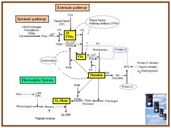 Extrinsic pathway Intrinsic pathway TF FVIIa FXa Thrombin Fibrinolytic System XL-Fibrin 