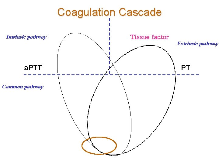 Coagulation Cascade Intrinsic pathway Tissue factor Extrinsic pathway a. PTT Common pathway PT 