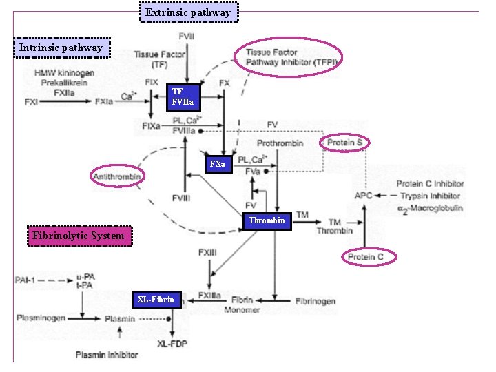 Extrinsic pathway Intrinsic pathway TF FVIIa FXa Thrombin Fibrinolytic System XL-Fibrin 