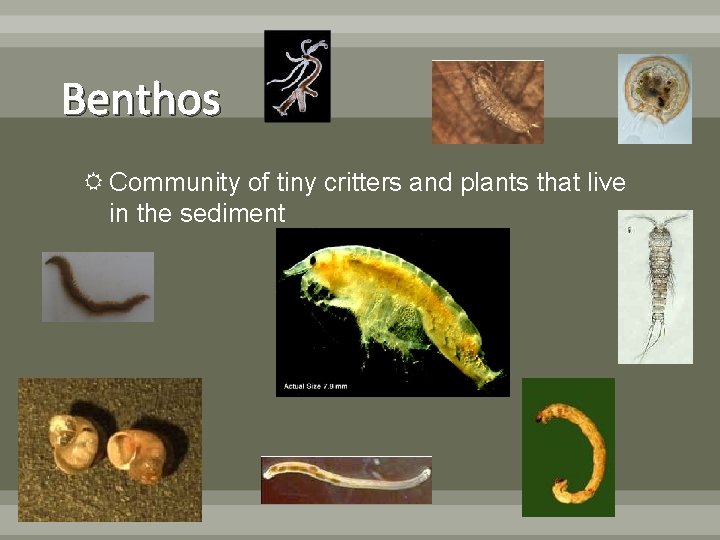 Benthos Community of tiny critters and plants that live in the sediment 