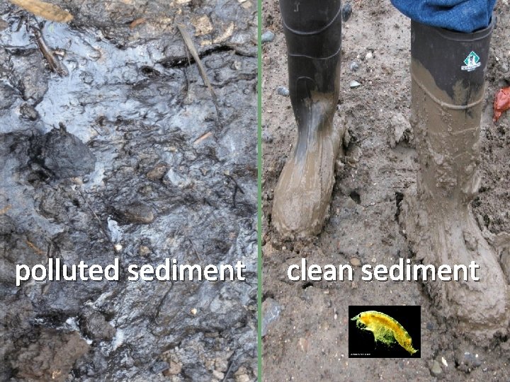 polluted sediment clean sediment 