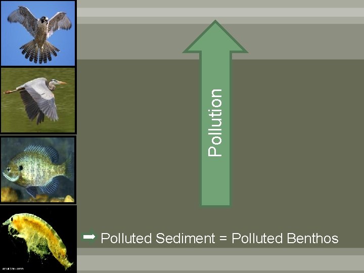Pollution Polluted Sediment = Polluted Benthos 