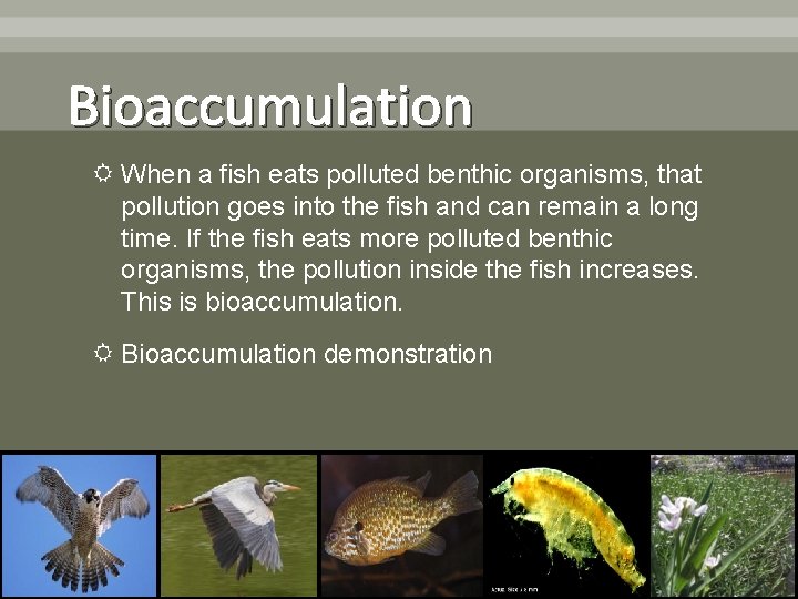 Bioaccumulation When a fish eats polluted benthic organisms, that pollution goes into the fish