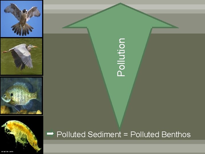 Pollution Polluted Sediment = Polluted Benthos 