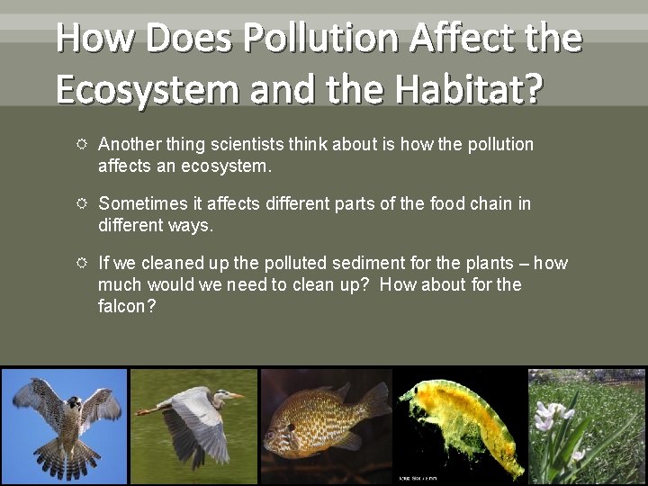 How Does Pollution Affect the Ecosystem and the Habitat? Another thing scientists think about