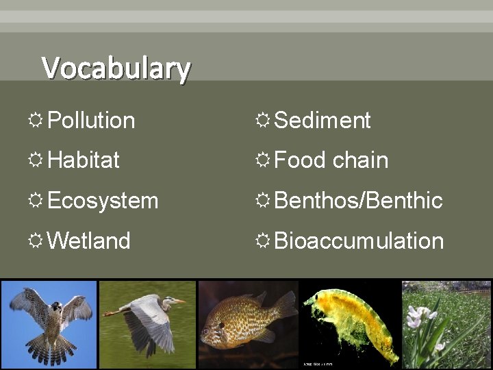 Vocabulary Pollution Sediment Habitat Food chain Ecosystem Benthos/Benthic Wetland Bioaccumulation 