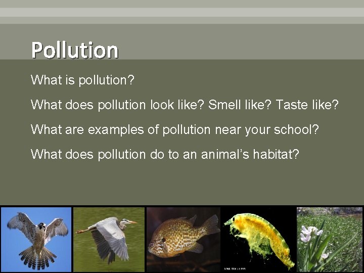 Pollution What is pollution? What does pollution look like? Smell like? Taste like? What