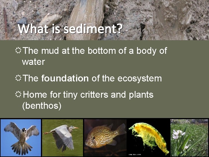 What is sediment? The mud at the bottom of a body of water The