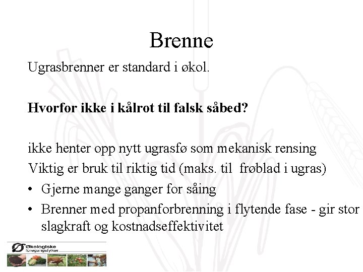Brenne Ugrasbrenner er standard i økol. Hvorfor ikke i kålrot til falsk såbed? ikke