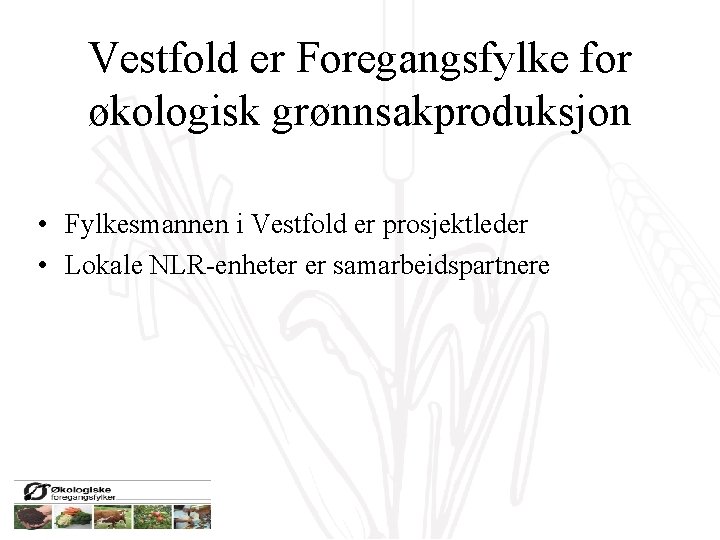 Vestfold er Foregangsfylke for økologisk grønnsakproduksjon • Fylkesmannen i Vestfold er prosjektleder • Lokale