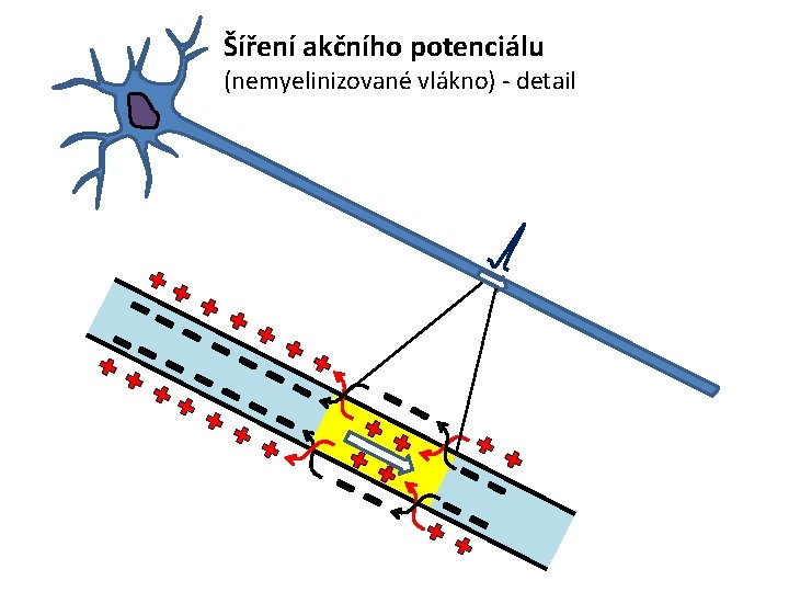 Šíření akčního potenciálu (nemyelinizované vlákno) - detail 