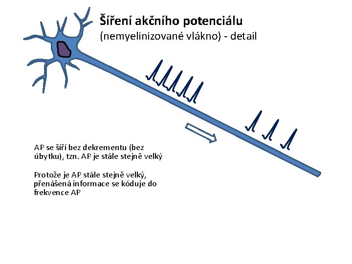 Šíření akčního potenciálu (nemyelinizované vlákno) - detail AP se šíří bez dekrementu (bez úbytku),